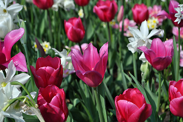 Image showing Tulip Blossom in the Netherlands