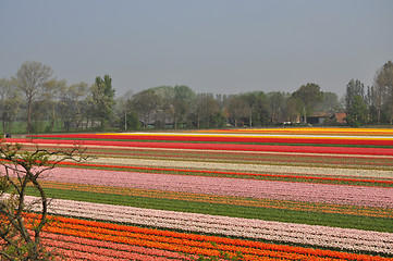 Image showing Tulip Blossom in the Netherlands