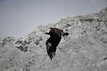 Image showing Sea Eagle in the Alps, Austria