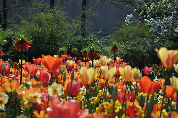 Image showing Tulip Blossom in the Netherlands