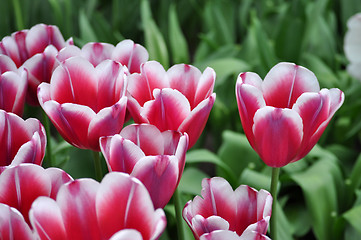 Image showing Tulip Blossom in the Netherlands