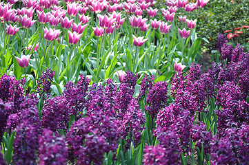 Image showing Tulip Blossom in the Netherlands