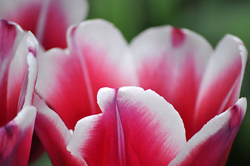 Image showing Tulip Blossom in the Netherlands