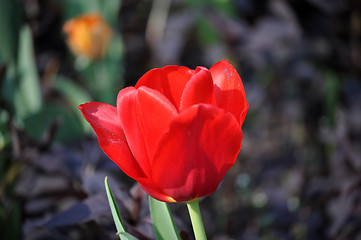 Image showing Tulip Blossom in the Netherlands