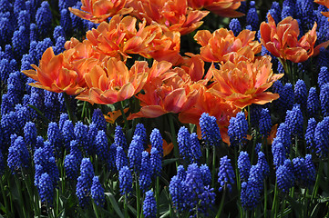 Image showing Tulip Blossom in the Netherlands