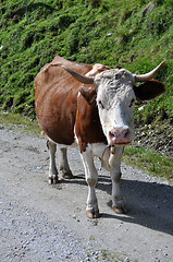 Image showing Cows in Styria, Austria