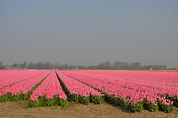 Image showing Tulip Blossom in the Netherlands