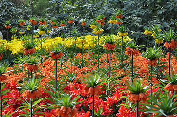 Image showing Tulip Blossom in the Netherlands