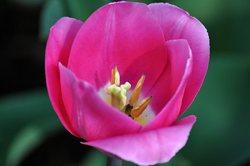 Image showing Tulip Blossom in the Netherlands