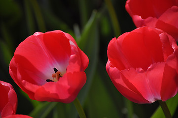 Image showing Tulip Blossom in the Netherlands