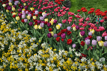 Image showing Tulip Blossom in the Netherlands