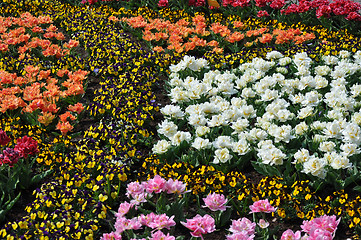 Image showing Tulip Blossom in the Netherlands