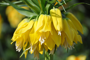 Image showing Tulip Blossom in the Netherlands