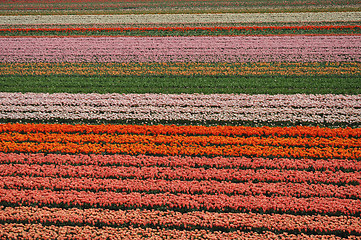 Image showing Tulip Blossom in the Netherlands