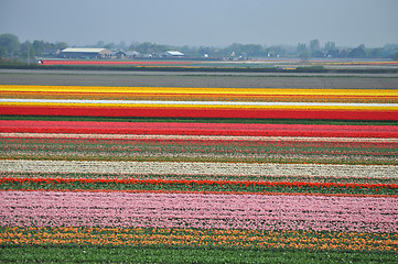 Image showing Tulip Blossom in the Netherlands