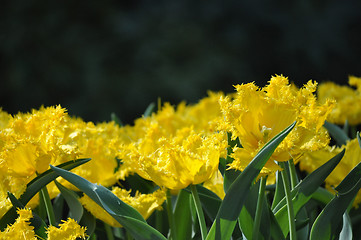 Image showing Tulip Blossom in the Netherlands