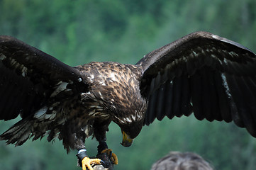 Image showing Sea Eagle in the Alps, Austria