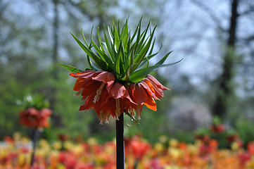 Image showing Tulip Blossom in the Netherlands