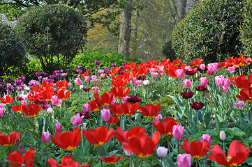 Image showing Tulip Blossom in the Netherlands