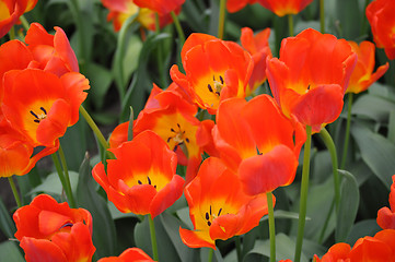 Image showing Tulip Blossom in the Netherlands