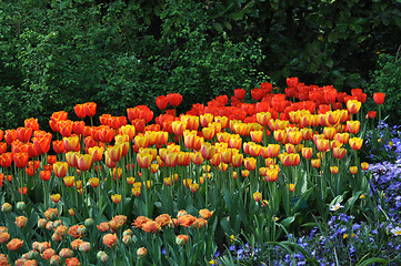 Image showing Tulip Blossom in the Netherlands