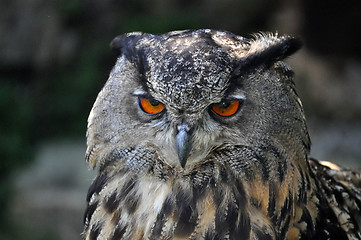 Image showing Eagle-Owl (Bubo Bubo)