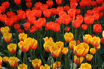 Image showing Tulip Blossom in the Netherlands