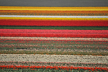 Image showing Tulip Blossom in the Netherlands