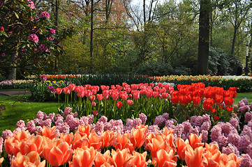 Image showing Tulip Blossom in the Netherlands