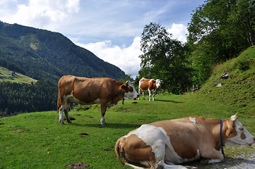 Image showing Cows in Styria, Austria