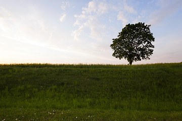 Image showing tree in the field 
