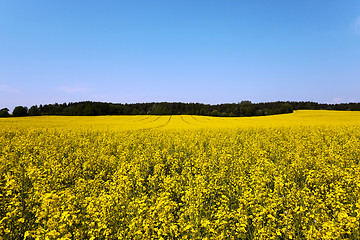 Image showing canola field .  blooming 