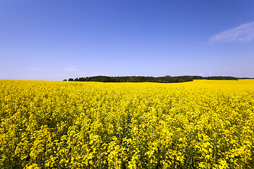 Image showing canola field .  blooming 