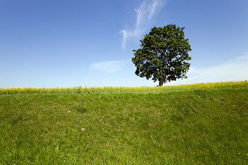 Image showing tree in the field  