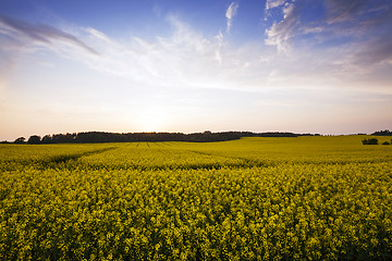 Image showing Rape field .  sunset
