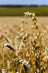 Image showing mature oats. close-up 