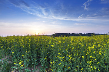 Image showing Rape field .  sunset