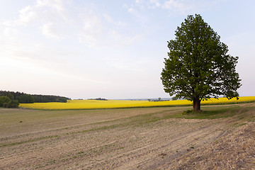 Image showing tree in the field  