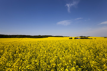 Image showing canola field .  blooming 