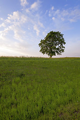 Image showing tree in the field 