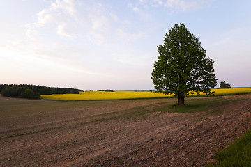 Image showing tree in the field  