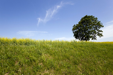 Image showing tree in the field 