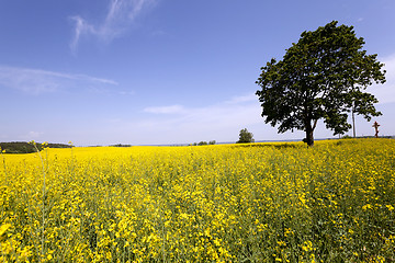 Image showing tree in the field 