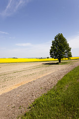 Image showing tree in the field  