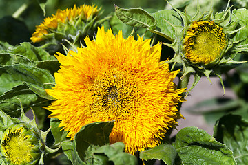 Image showing Decorative sunflowers  .  street