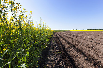 Image showing potato field . furrow