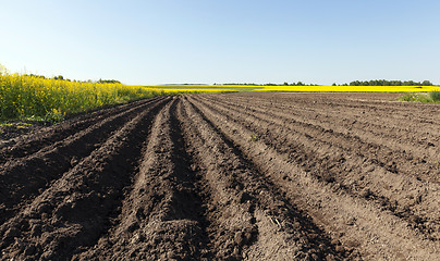 Image showing potato field . furrow