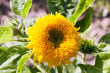 Image showing Decorative sunflowers  .  street
