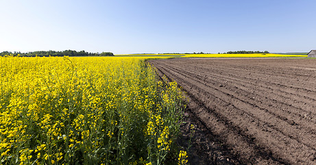 Image showing potato field . furrow