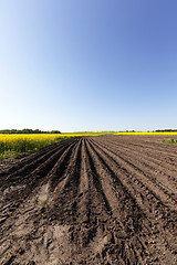 Image showing Agriculture.  rapeseed field